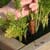 Growing your own Produce